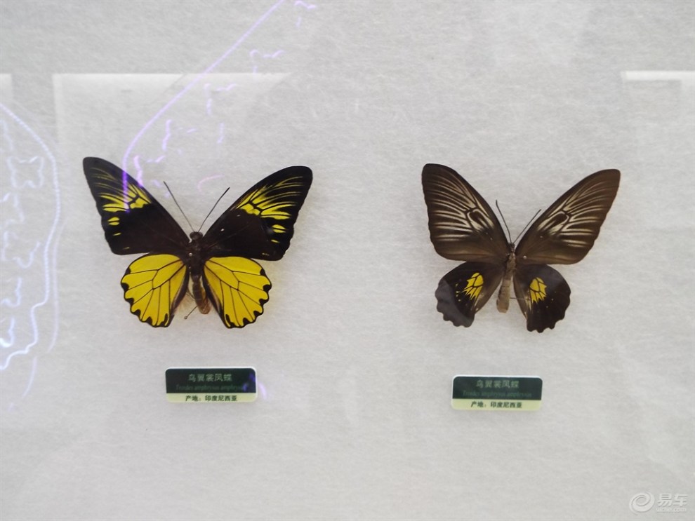 【【缤纷夏日自驾游】带女儿欣赏蝴蝶展览】_黑龙江论坛图片集锦_汽车论坛-易车网