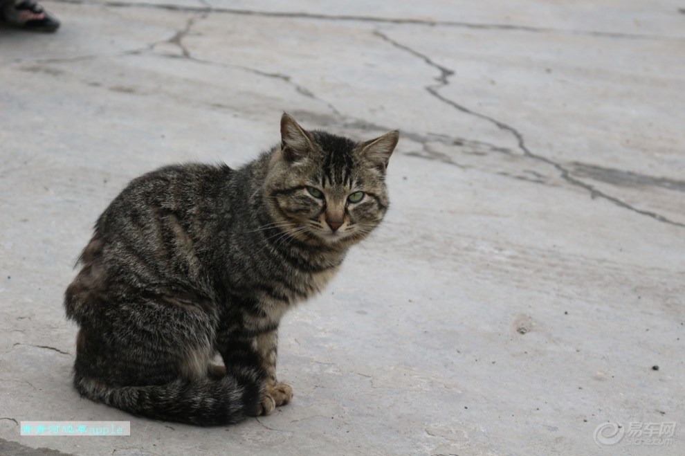 【花狸猫】_宠物当家论坛图片集锦_汽车论坛-易车网