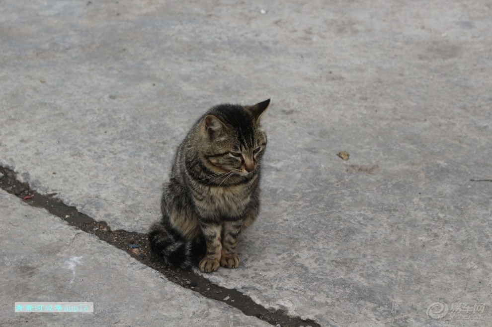 【花狸猫】_宠物当家论坛图片集锦_汽车论坛-易车网