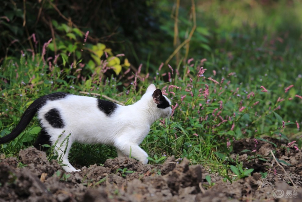 【玩耍的黑白花猫】_安徽论坛图片集锦_汽车论坛-易车网