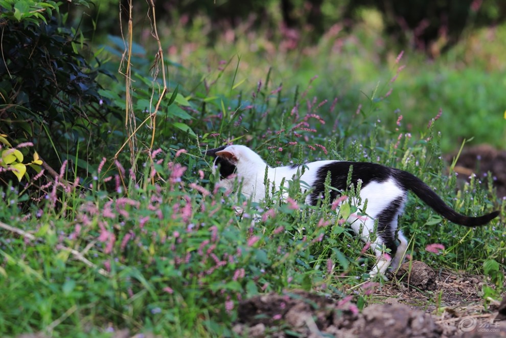 【玩耍的黑白花猫】_安徽论坛图片集锦_汽车论坛-易车网