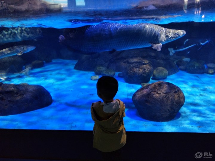 【带上儿子看大鱼快速回复只看楼主收藏 赞一