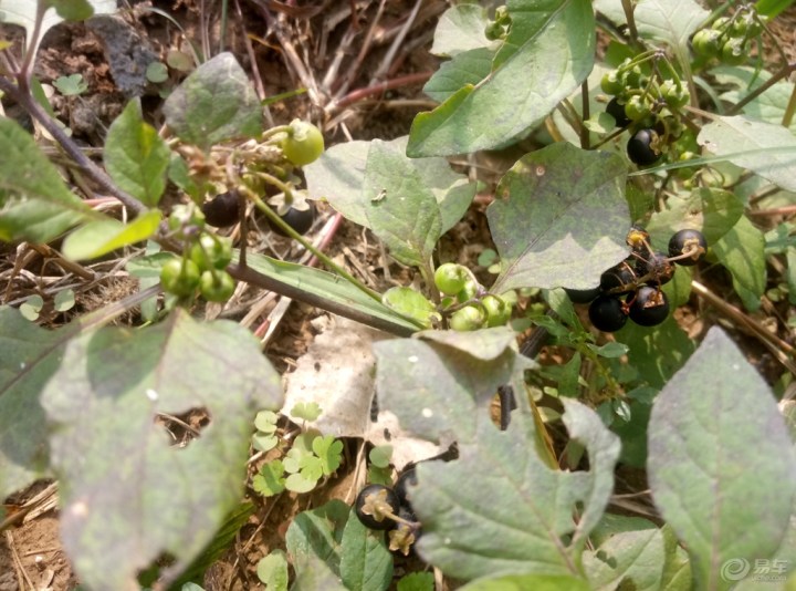 【野茄子】_安徽车友会_汽车论坛-易车网