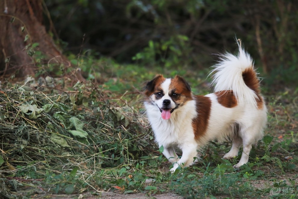 【玩耍的花狗】_安徽论坛图片集锦_汽车论坛-易车网