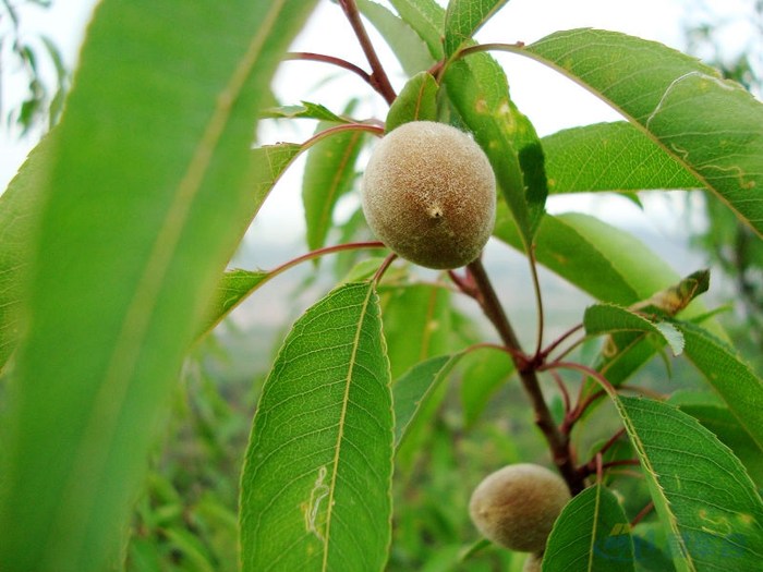 无忧树果实 20090504_7b7f62b5-a6ac-4f9a-afb9-86f0929f745e_700_0_max_jpg.jpg