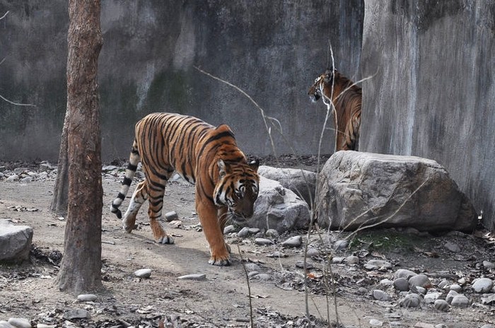 【虎年看老虎--上海西郊动物园游记】_crossp