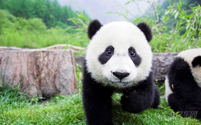 熊猫图片大全集锦 20110120_50db4b47-495c-4286-ab59-649247bb6f5c_990_0_max_jpg.jpg