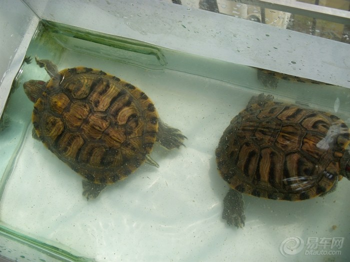 【【宠物当家】我的巴西龟】_瑞虎论坛图片集