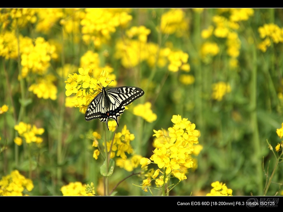 油菜花开蝴蝶飞 感谢贴