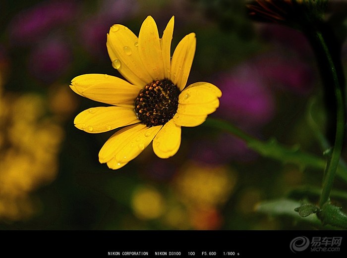 【【CD】木春菊!】_陕西车友会_汽车论坛-易车网