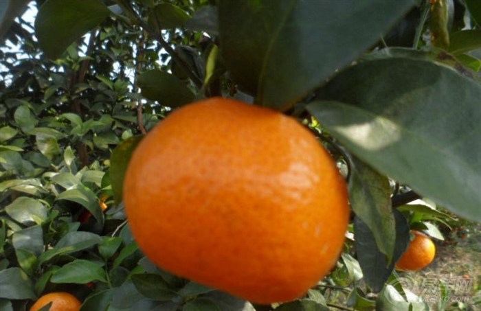 橘子兼职的金桔提现什么时候到账