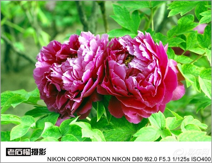 【拍牡丹花的时候,才知道国色天香的意义。】