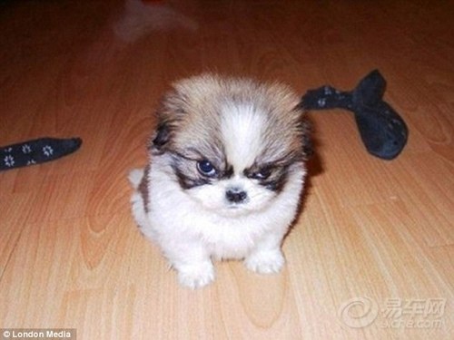 【经过证实,回答问题贴确实不给加车币的~】_