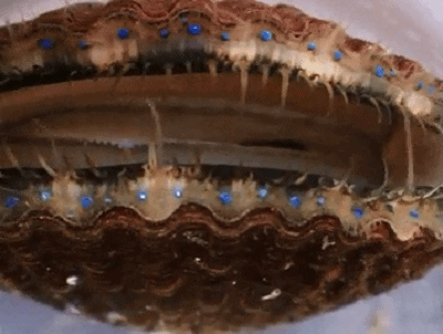 【扇贝在壳的边缘有多达100个简单眼睛】_内蒙古车友会_汽车论坛-易车网