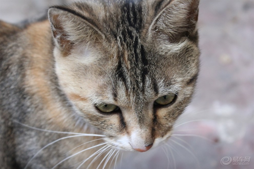 【萌你没商量】炯炯有神的小猫咪