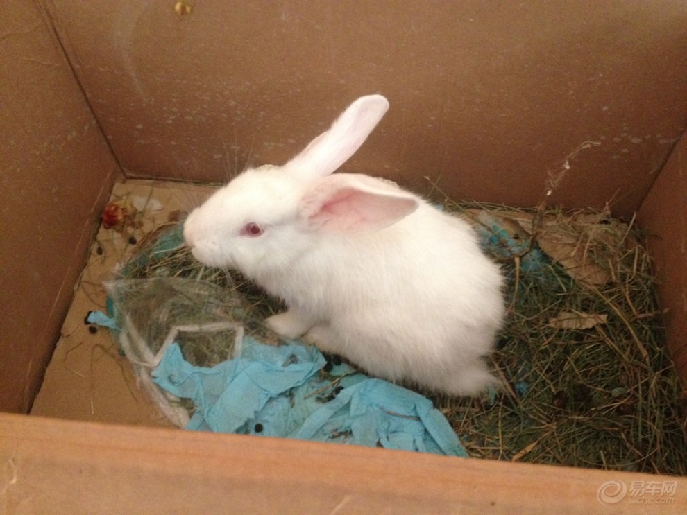 【首发原始】可爱的小兔子