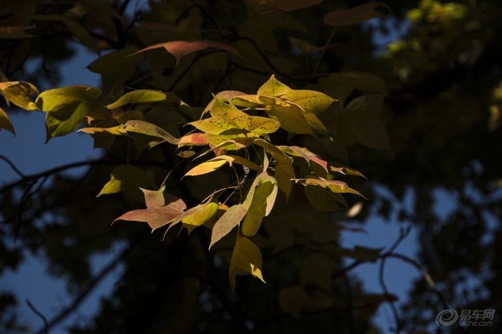 【故乡的秋】——玉露凋伤枫树林——昆明植物园