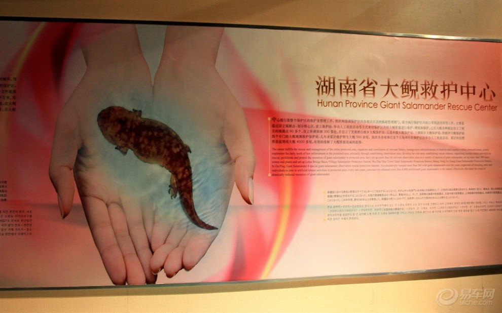 继续发布湘西之行_中国大鲵科技馆见闻