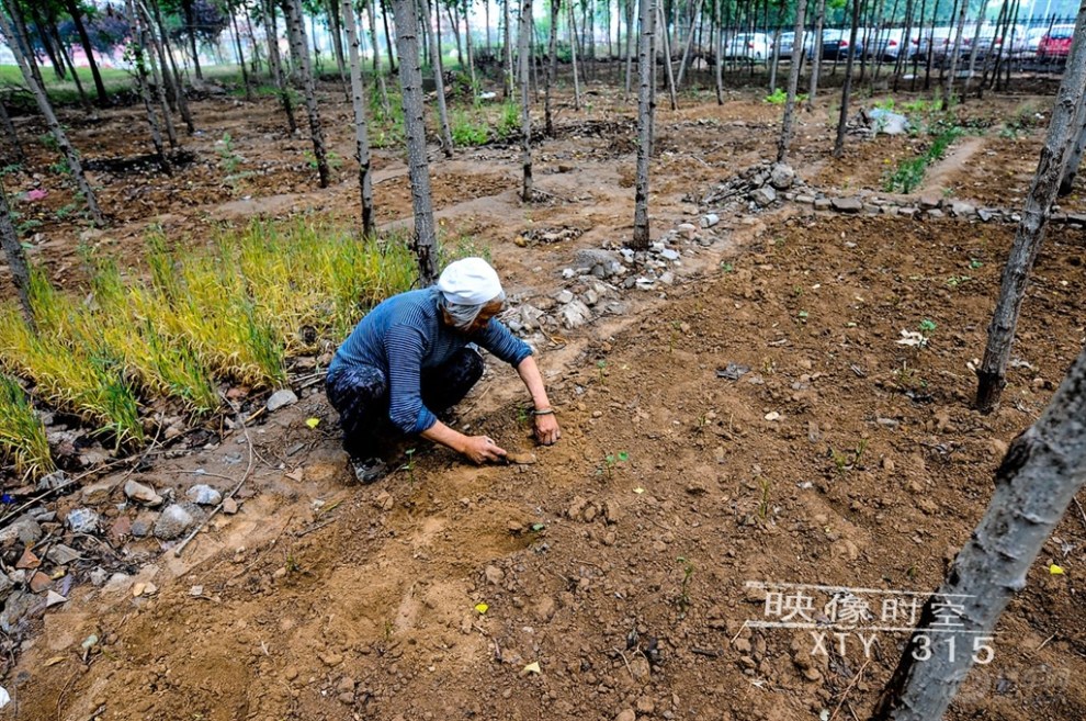 城市里的垦荒人【关注底层】