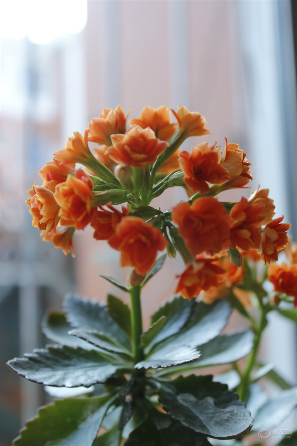 【摄影家】奶奶家阳台上的花