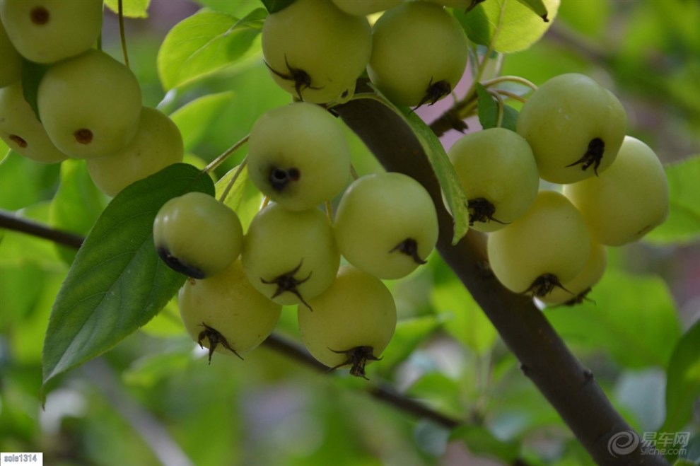 【摄影家】八棱海棠果欣赏