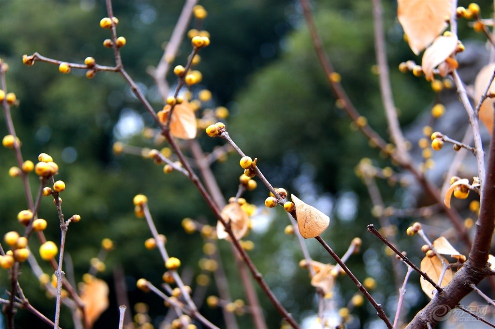 崭新一朵含风露,恰似西厢待月来