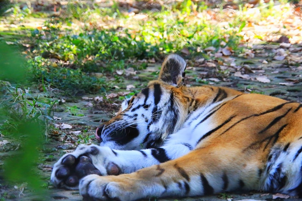 【巨宠--东北虎】_宠物当家社区图片集锦_汽车论坛-易车网