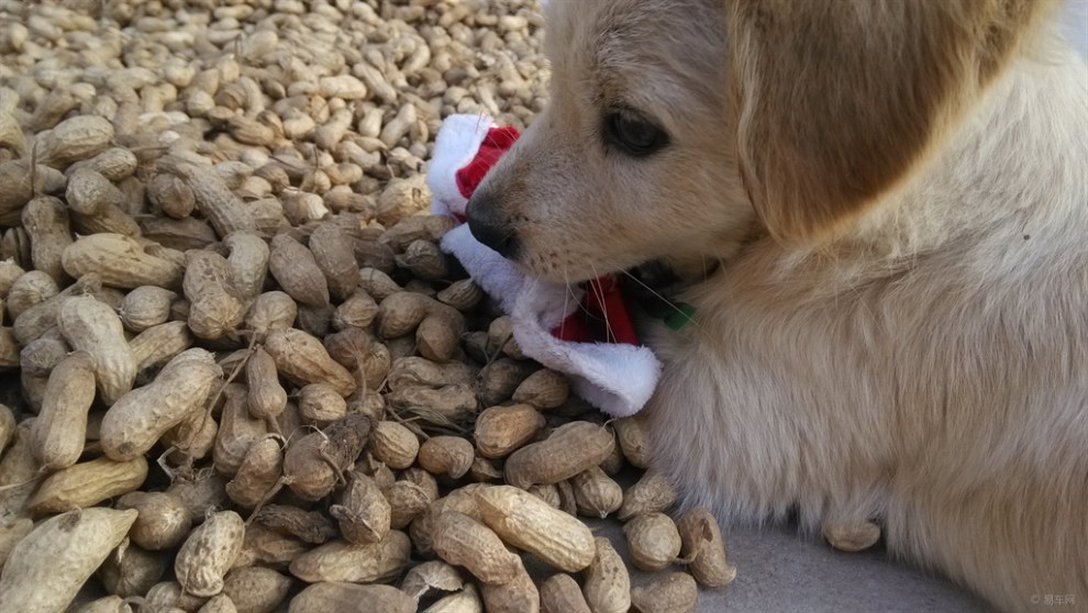 【家有大明星】花生堆上的球球