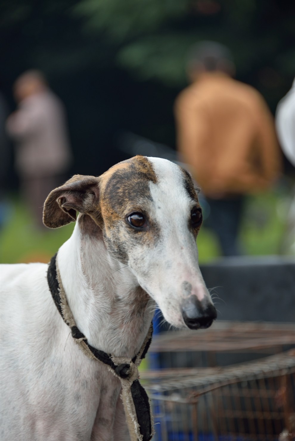 【宠物造型秀】造型派---格力犬