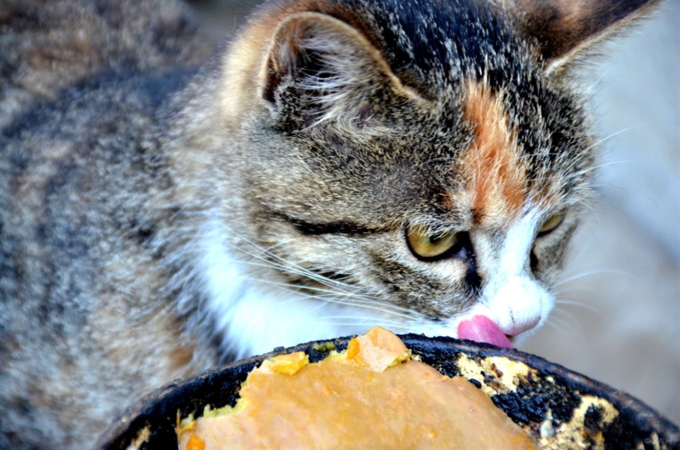 【雪狼光影】贪吃的猫咪