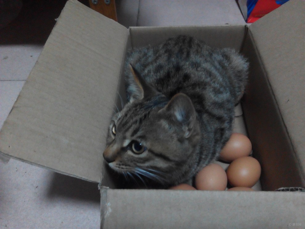 【宠物造型秀】家有小淘——孵蛋的猫