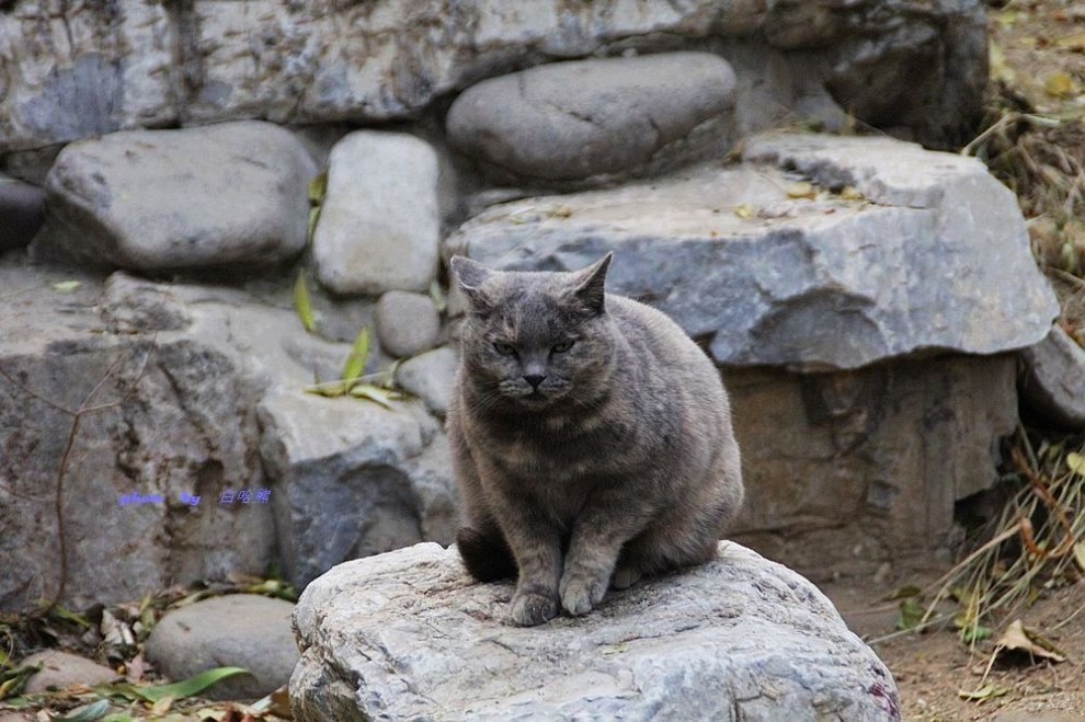 蹲在石头上的猫!