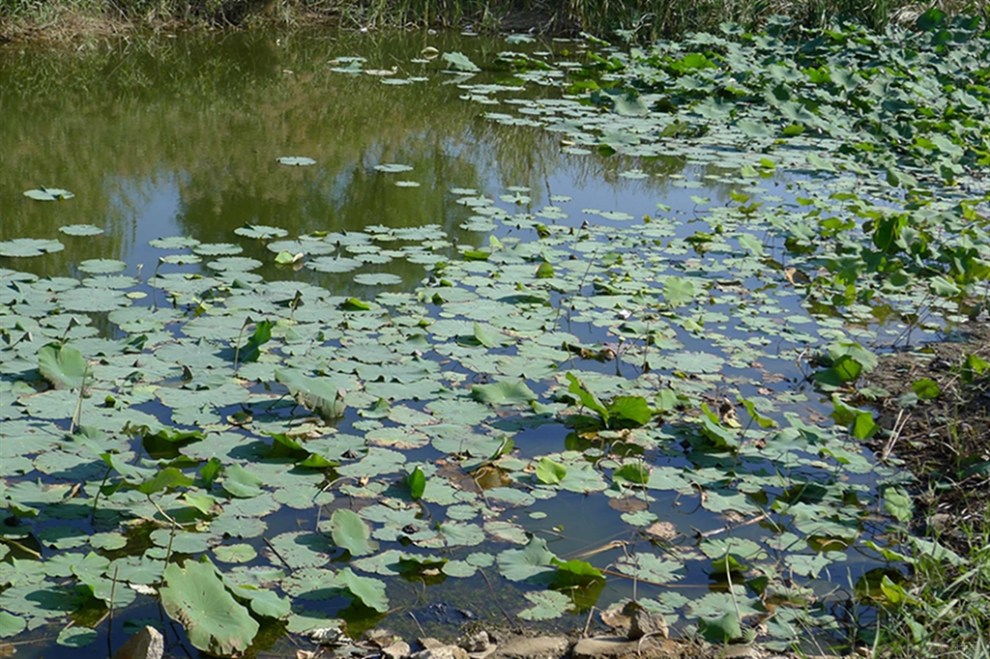 【初寒不覺冷】自駕黃水河溼地公園