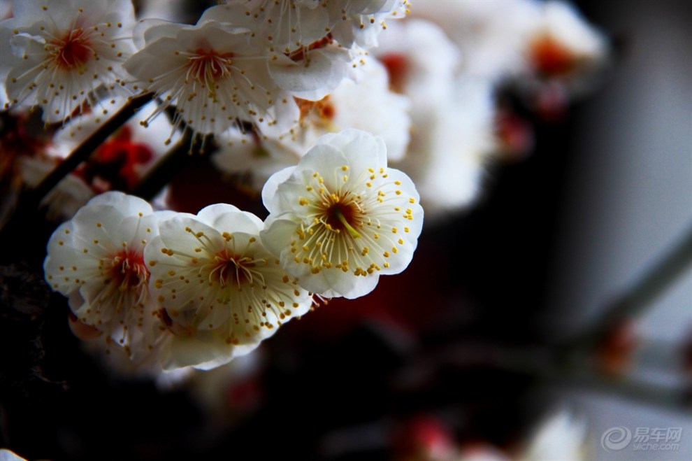 花光如雪赏白梅