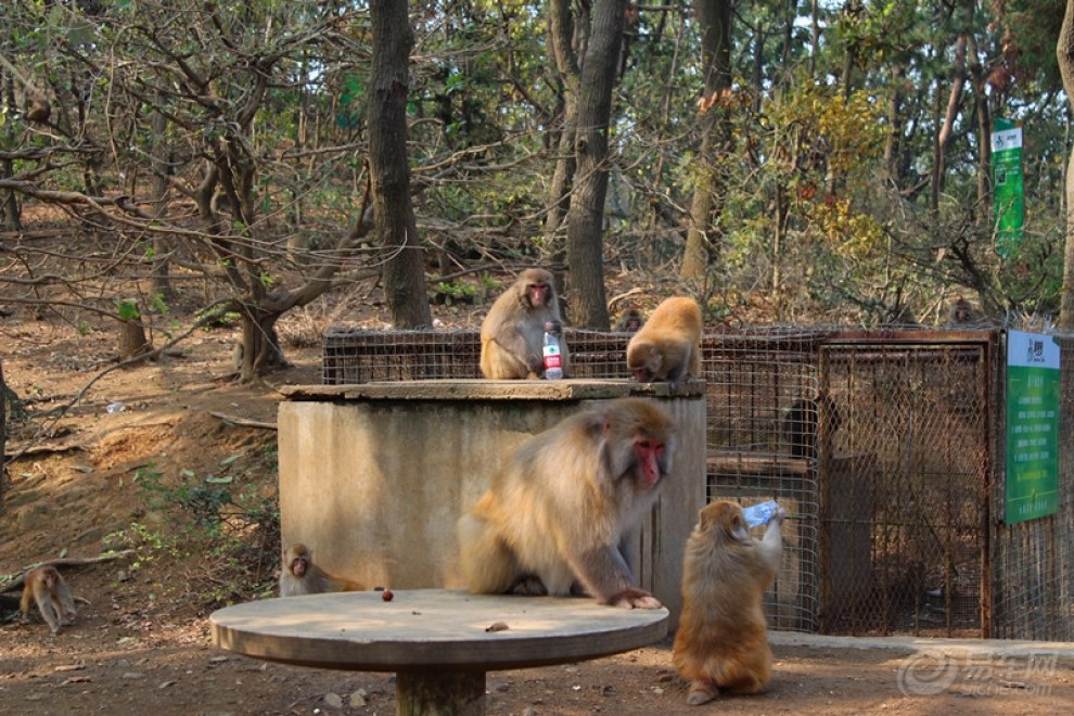【南湾湖风光】猴岛风光
