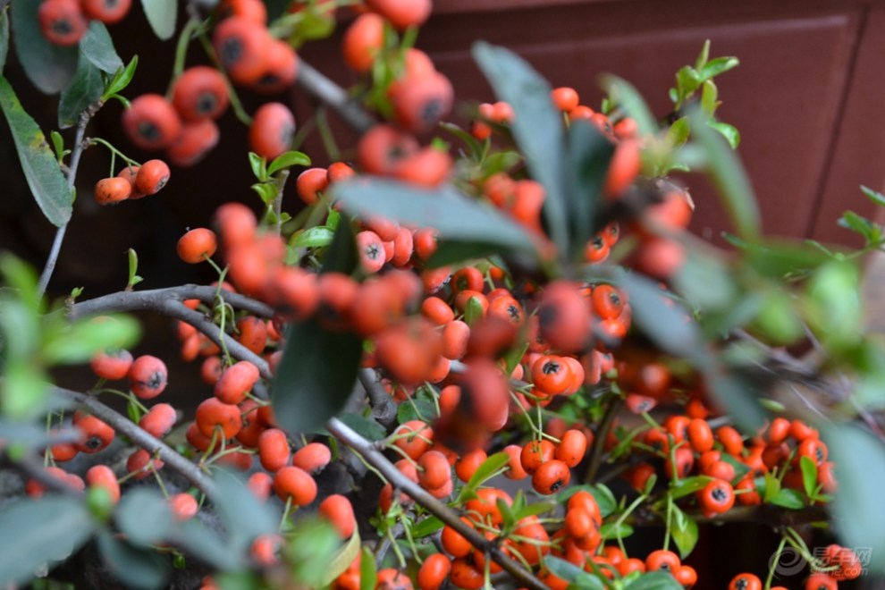 绿梅花和其他花木随拍