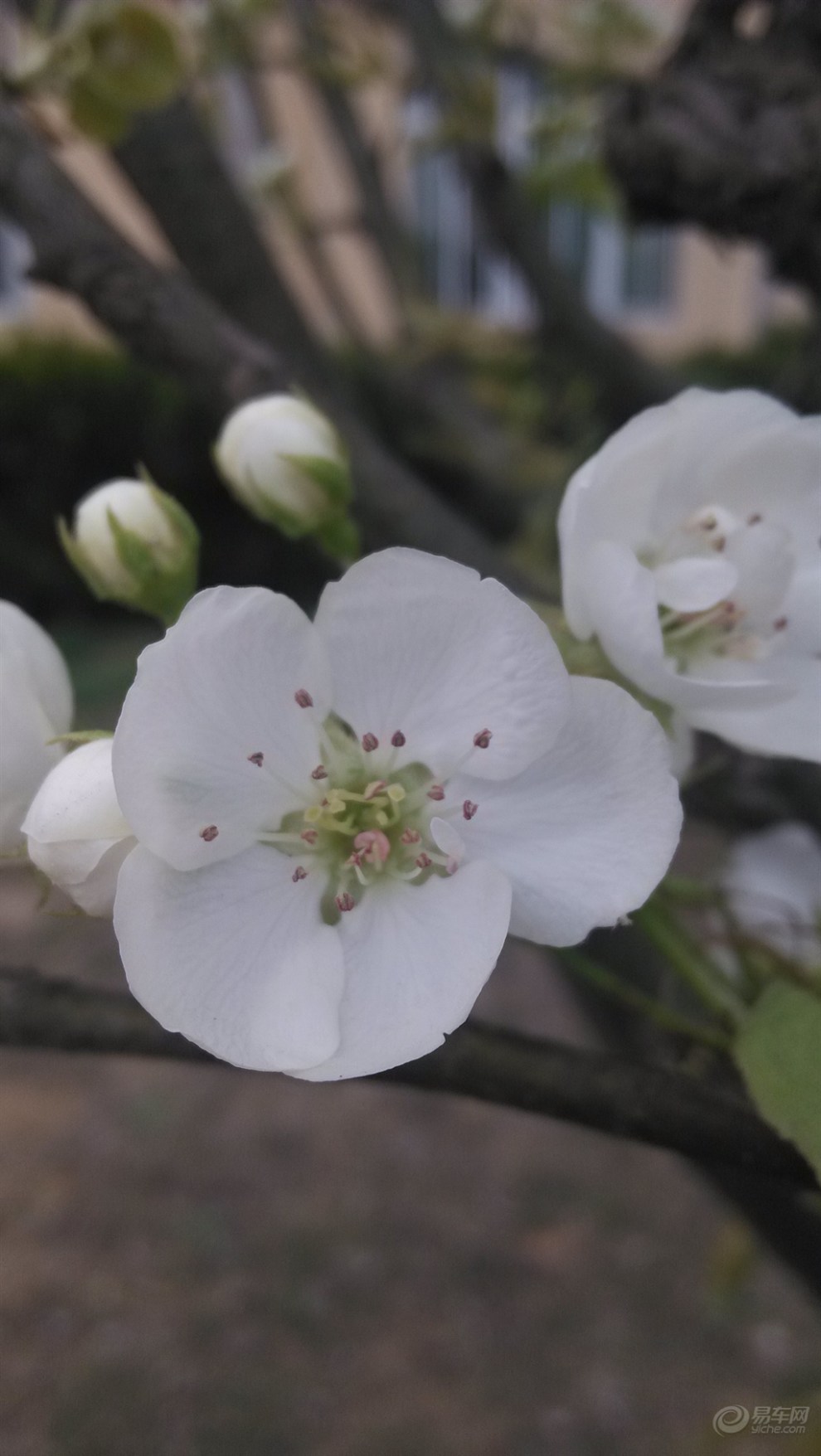 【一花一世界】一枝梨花压海棠