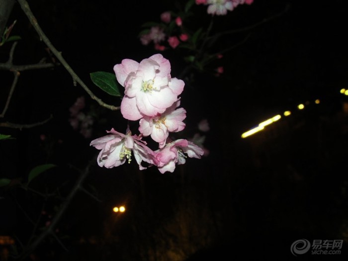 夜晚的海棠花,夜海棠花,晚上的海棠花_大山谷图库