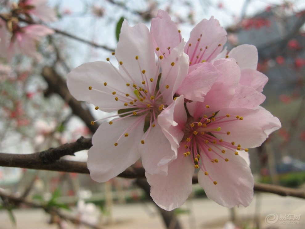 又到春天賞花季!