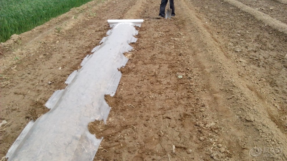 和爸爸一起去地里铺地膜