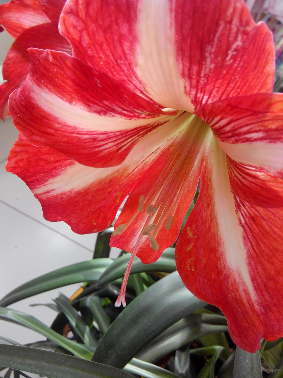 【【原创首发】赏对兰】_陕西社区图片集锦_汽车论坛-易车网