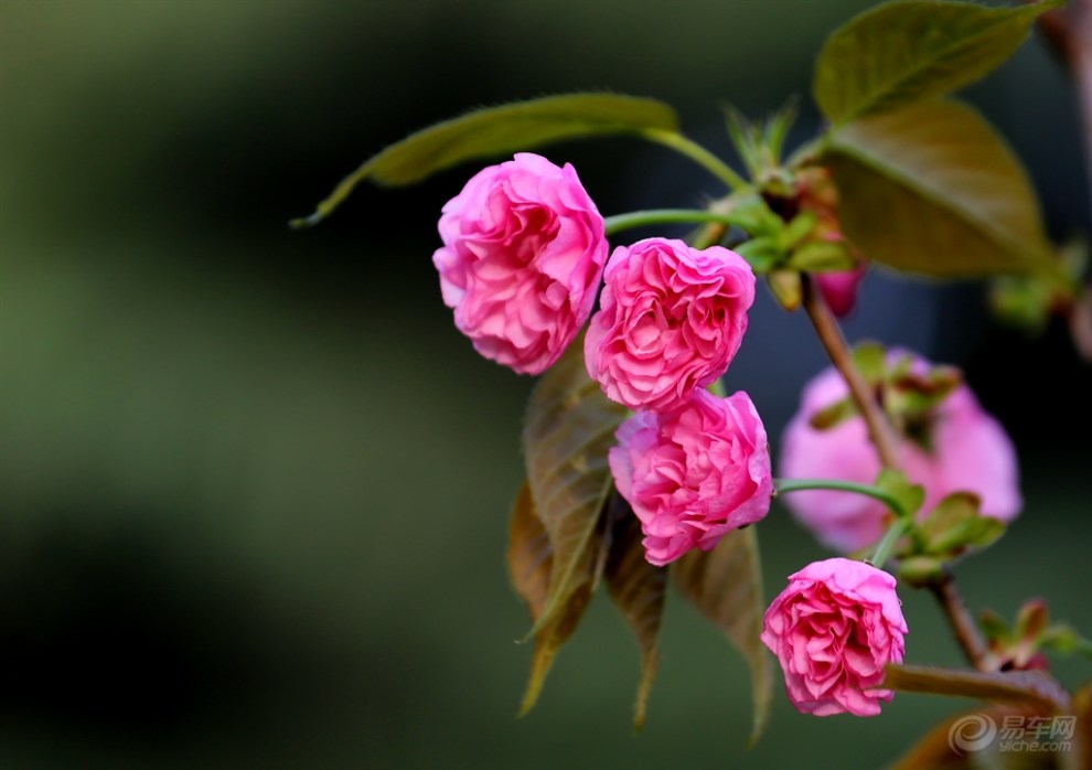 九重樱花落如雪