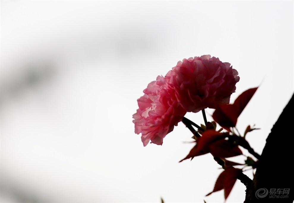 九重春色醉樱花