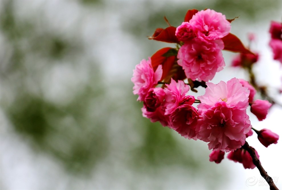 九重樱花落如雪