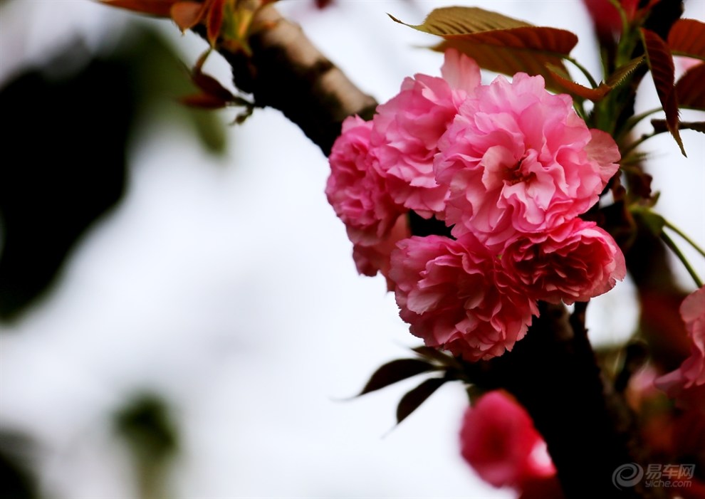 九重春色醉樱花