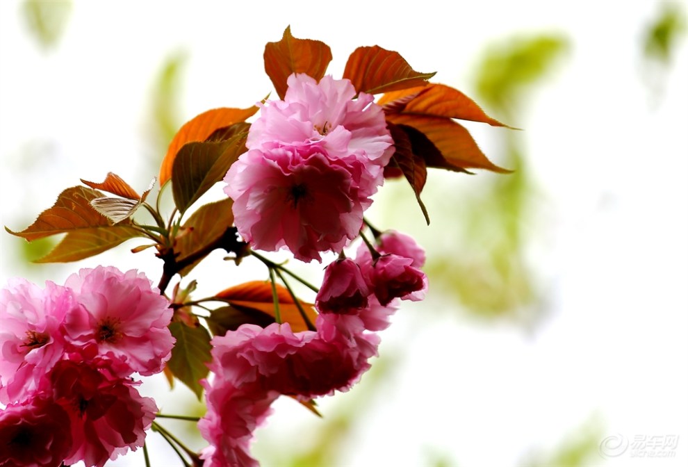 九重春色醉樱花二