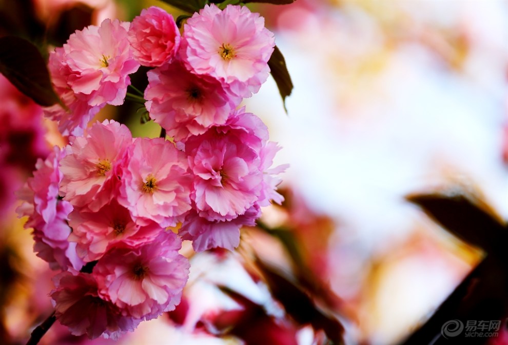 九重春色醉樱花三