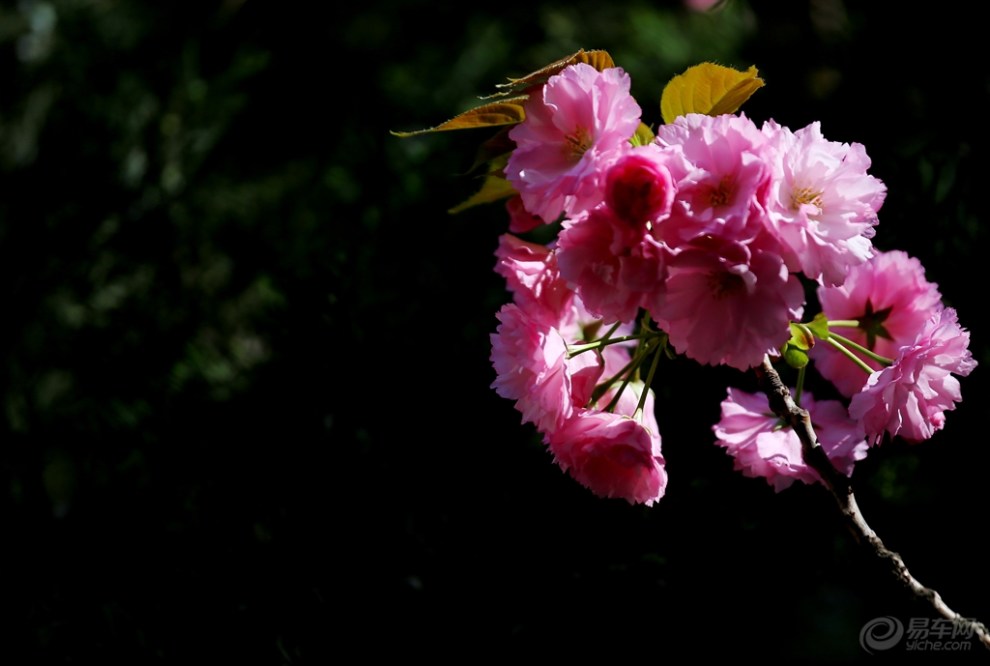 九重樱花落如雪