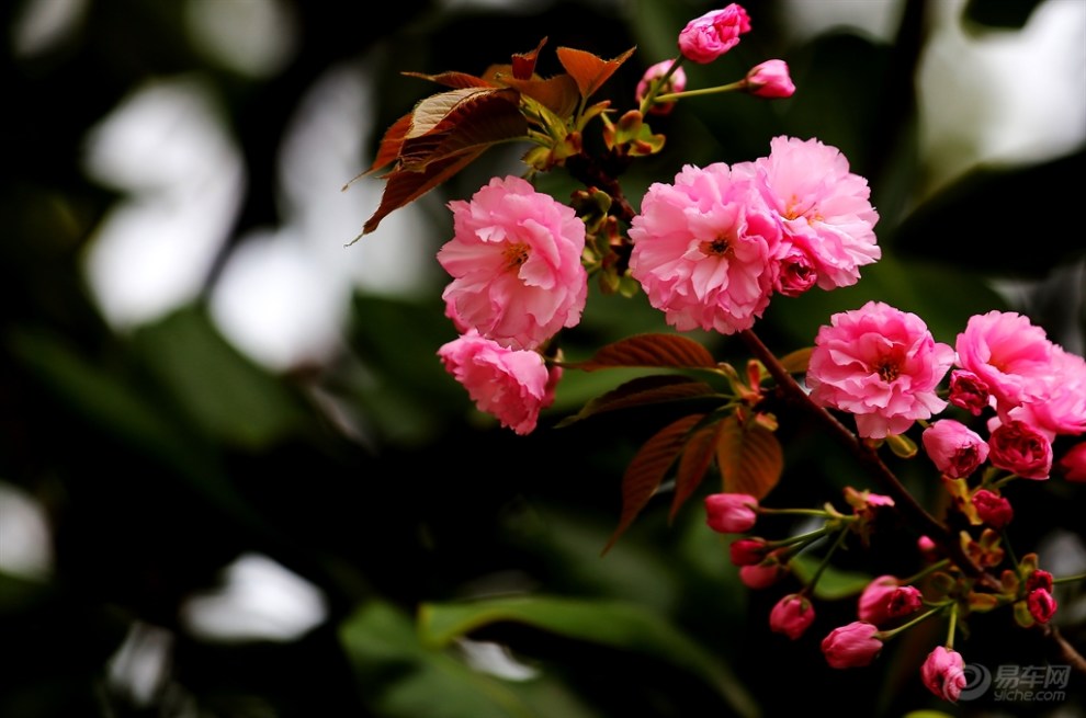 九重春色醉樱花二