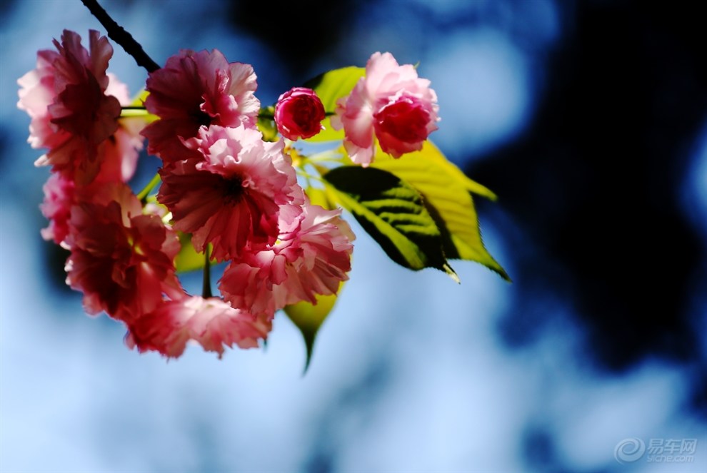 九重樱花落如雪